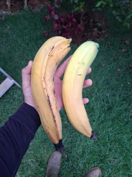 Bananas para plantar