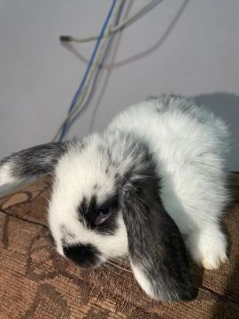 Coelho Mini lop
