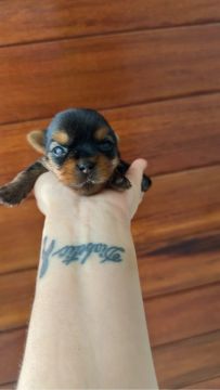 York macho mini