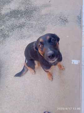 Vendo cachorra BLUE Heller x pastor