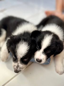 Filhote de Border Collie