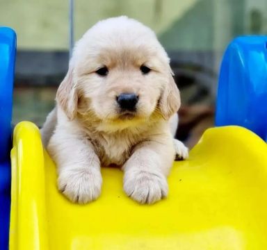 Golden Retriever ele quer o seu carinho hoje 