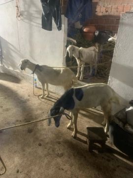 1 ovelha e 4 caprinos