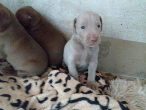 Weimaraner macho e fêmea  