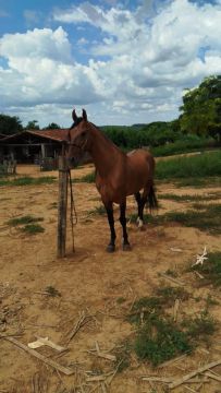 Cavalo Mangalarga Marchador