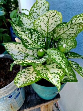 Vendo essas lindas plantas