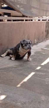 American Bully fêmea 