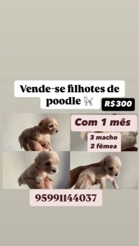 Vende-se filhote de poodle 