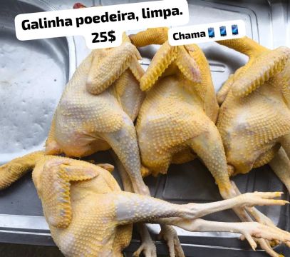Galinha Poedeira Limpa - R$ 25