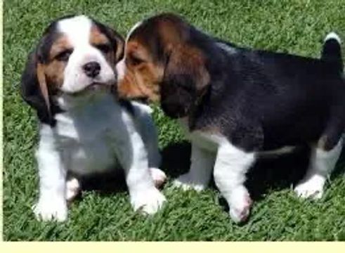 Dois Filhotes de Beagle Lindos e Brincalhões