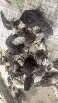 Patos para venda