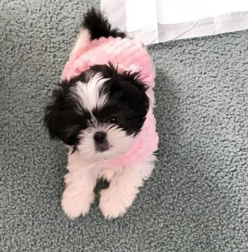 Shih Tzu Com Pedigree