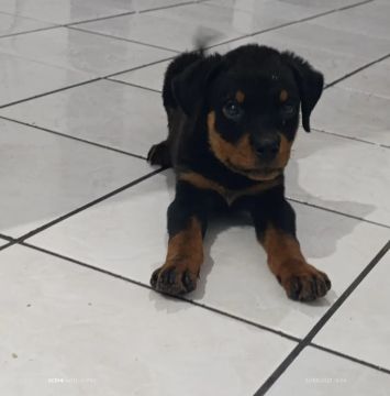 Filhote Rottweiler