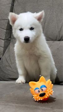 Filhote Husky Siberiano