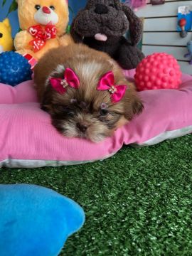 Bebe lo shihtzu fucinho chocolate 