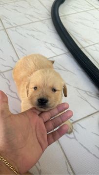 Goldens retrievers filhotes 
