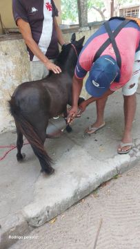 Potro mini ponei femea 