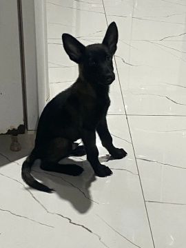 Filhote de Pastor belga malinois