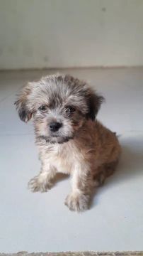 Shih Tzu 