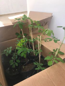 Mudas de moringa e maracujá doce