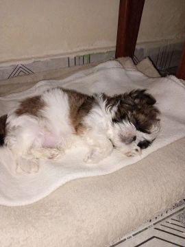 Filhote Shih Tzu 