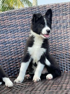 Filhote Border Collie - Machos