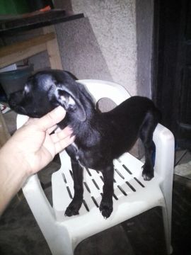 Filhote de pincher fermea 5 meses.