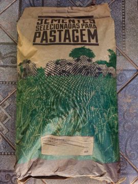 Sementes de massai Selecionadas Para Pastagem