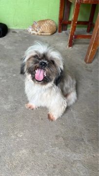 Cachorro para cruzar 