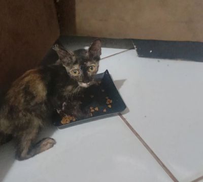 Doação de gata