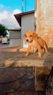 Filhote de cachorro disponível para adoção