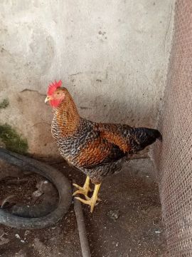 Casal de frangos 