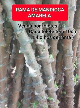 MANDIOCA ( RAMA PRA PLANTAR)