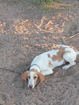Vendo dois filhotes americano com beagle 