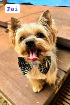 Yorkshire Terrier lindo PROCURA NAMORADA!