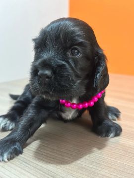 Filhote Cocker Spaniel Inglês