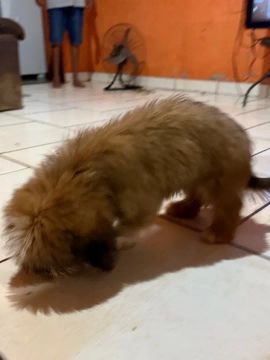 Filhote de cachorro shih tzu