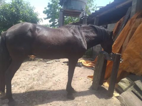 Vende se cavalos