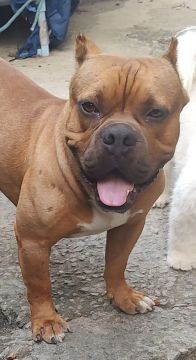 American Bully macho 