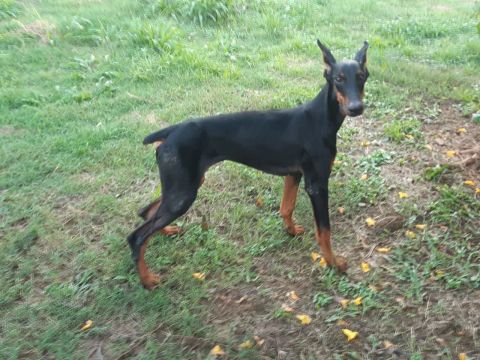 FILHOTE DE DOBERMAN EUROPEU<br>