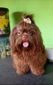 Shih Tzu macho 