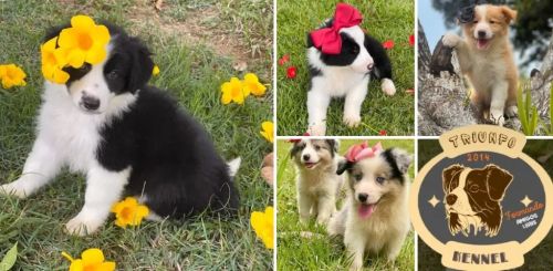 Filhotes de Border Collie. Lindezas 