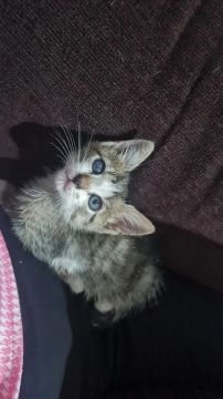 ADOÇÃO DE GATINHO