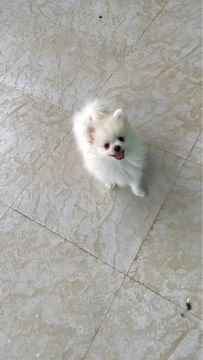Lulu da pomerânia fêmea anão 