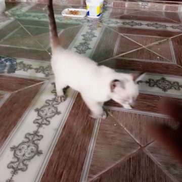 Gatinho Siamês disponível para adoção