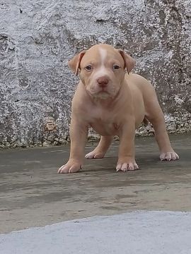 Filhote Pitbull - Fofo e Brincalhão 