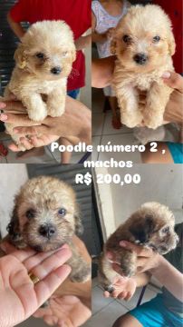 Filhotes de Poodle Macho - R$200,00, valor negociado 