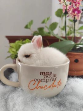 Coelho netherland dwarf (Promoção única de páscoa)