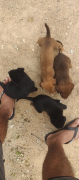 FILHOTES DE CACHORRO PARA ADOÇÃO 