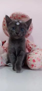 Russian Blue 